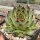 Sempervivum calcareum  fr. Col de Bayard (dw)