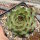 Sempervivum calcareum  fr. Col de Bayard (dw)