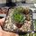 Sempervivum Zeeuwse Winner (dw)