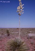 Yucca elata Nwe Mexico (dw)