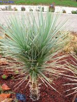 Yucca brevifolia California (dw)