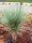Yucca brevifolia California (dw)