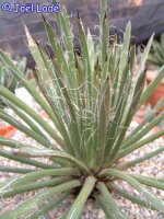 Agave toumeyana ssp. bella (dw)