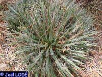 Agave toumeyana ssp. bella (dw)