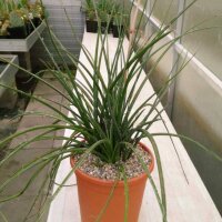 Hesperaloe parviflora (dw)