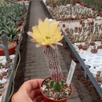 Lobivia albolanata gepfr.