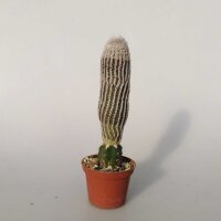 Lobivia albolanata gepfr.
