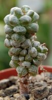 Avonia baeseckei Harras