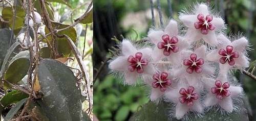 Hoya caudata Sumatra