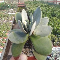 Crassula obvallata