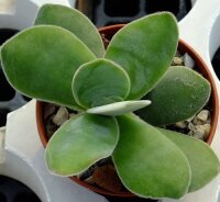 Crassula obvallata