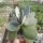 Crassula obvallata