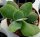 Crassula obvallata