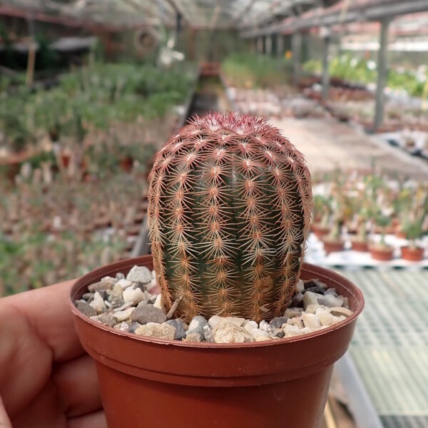Echinocereus pectinatus Charcas, SLP, Mx