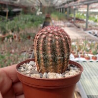 Echinocereus pectinatus Charcas, SLP, Mx