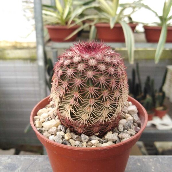 Echinocereus pectinatus ssp. rutowiorum Cuauhtémoc, Chihuahua, Mx