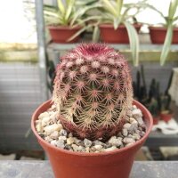 Echinocereus pectinatus ssp. rutowiorum...