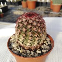 Echinocereus pectinatus ssp. rutowiorum...