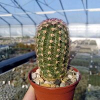 Echinocereus pectinatus ssp. rutowiorum Cuauhtémoc, Chihuahua, Mx
