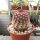 Echinocereus pectinatus ssp. rutowiorum Cuauhtémoc, Chihuahua, Mx