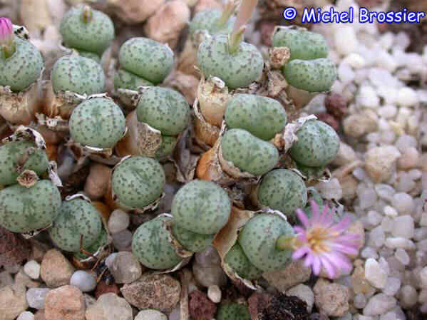 Conophytum uviforme