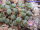 Conophytum uviforme