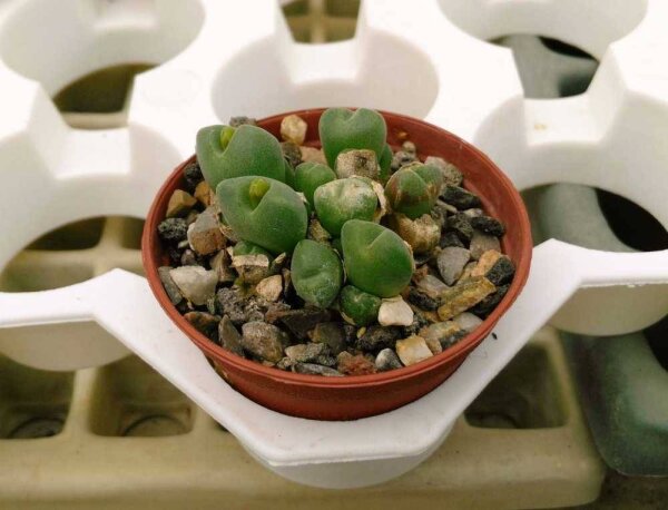 Conophytum saxetanum v. B