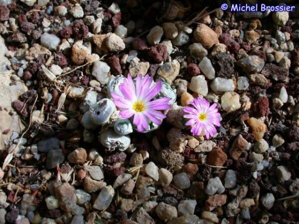 Conophytum ectypum JAH 201