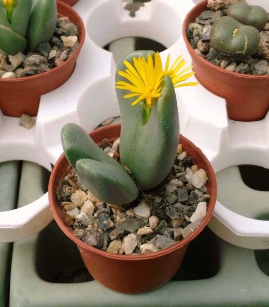 Conophytum noisabisense