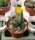 Conophytum noisabisense