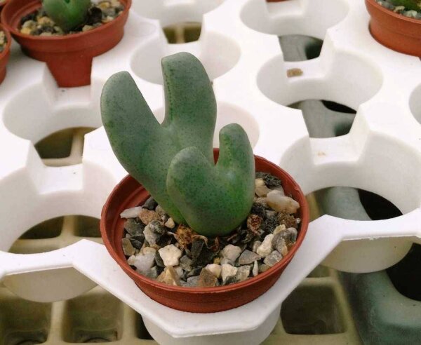 Conophytum bilobum v. elishae Springbok