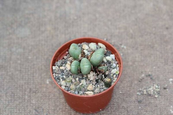 Conophytum spec.