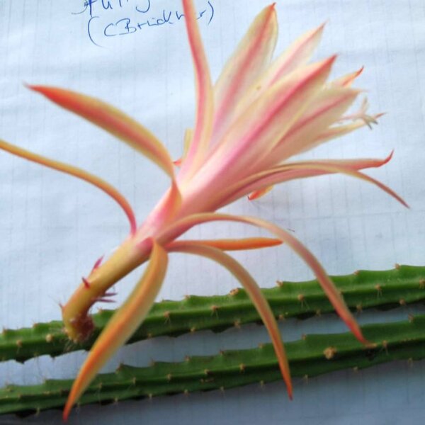 Aporophyllum-Hybr. Stuttgarter Delicate Stripes