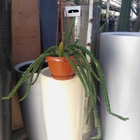 Aporophyllum-Hybr. Stuttgarter Delicate Stripes