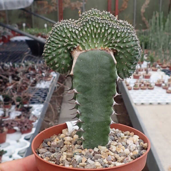Euphorbia phillipsioides gepfr. cristata