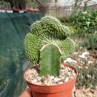 Euphorbia phillipsioides gepfr. cristata