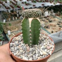 Euphorbia phillipsioides gepfr. cristata