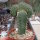 Euphorbia phillipsioides gepfr. cristata