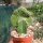 Euphorbia phillipsioides gepfr. cristata