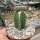 Euphorbia phillipsioides gepfr. cristata