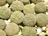 Pseudolithos eylensis