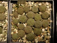 Pseudolithos eylensis