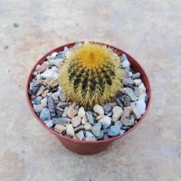 Uebelmannia pectinifera fo. eriocactoides  forma 1 CITES,...
