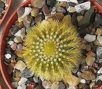 Uebelmannia pectinifera fo. eriocactoides  forma 1 CITES,...
