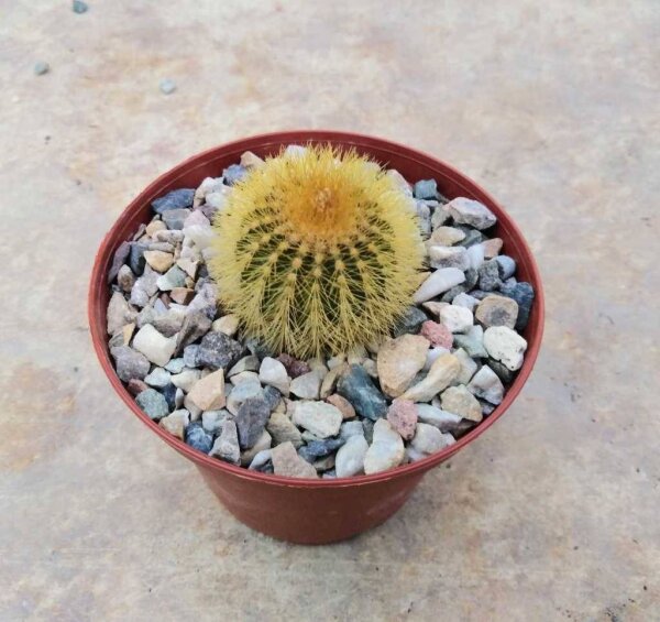 Uebelmannia pectinifera fo. eriocactoides  forma 3 CITES, not outside EU