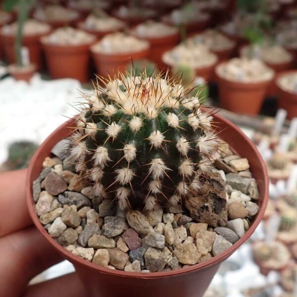 Uebelmannia pectinifera v. horrida fo. nova RNK 030  CITES, not outside EU