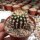 Uebelmannia pectinifera v. horrida fo. nova RNK 030  CITES, not outside EU