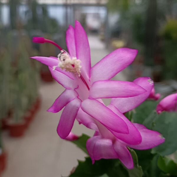 Schlumbergera-Hybr. Thor Caroline