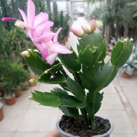 Schlumbergera-Hybr. Thor Caroline