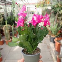 Schlumbergera-Hybr. Thor Caroline
